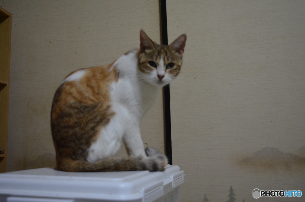 前にいた猫。