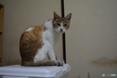 前にいた猫。