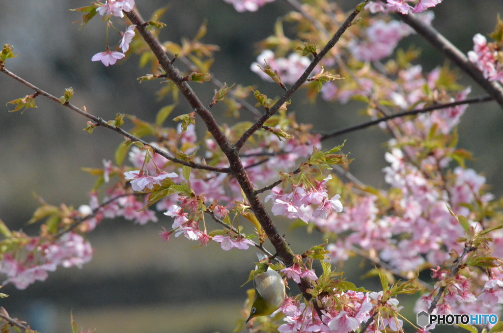 メジロ撮れた～＾＾。