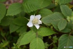 野イチゴの花～(^^♪。