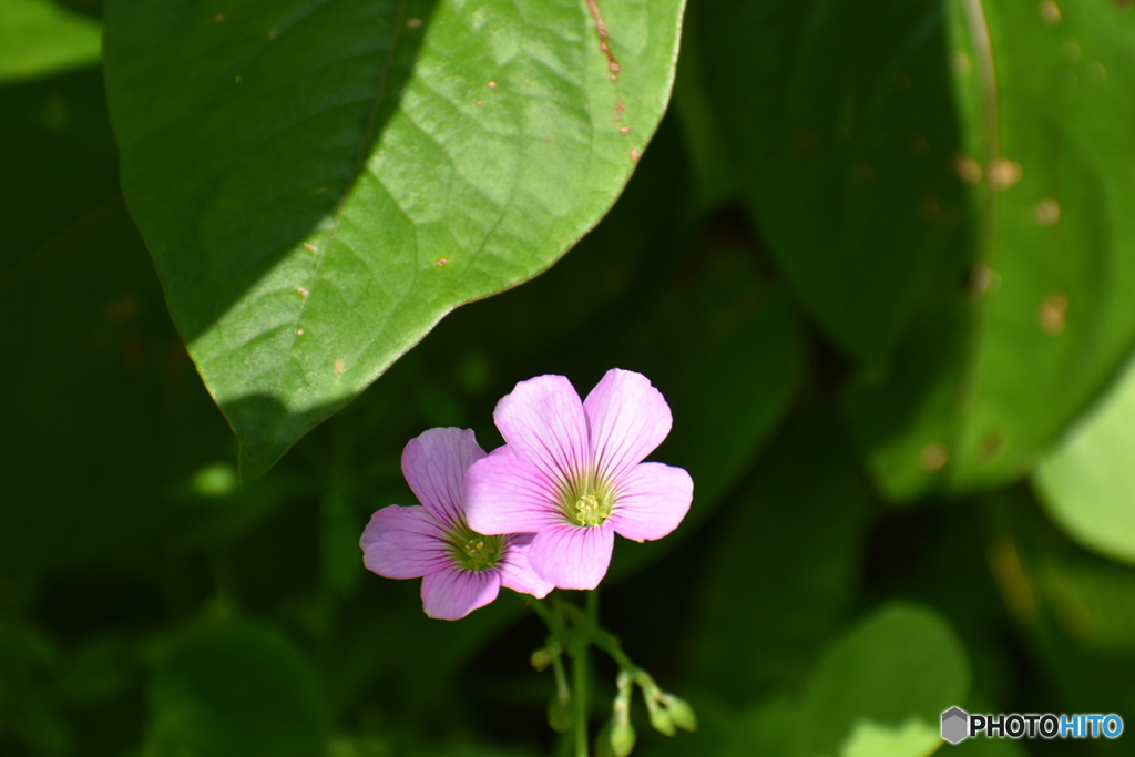 紫カタバミの花～(^^♪。