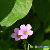 紫カタバミの花～(^^♪。