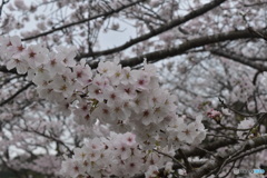 並ぶ桜たち～(^^♪。