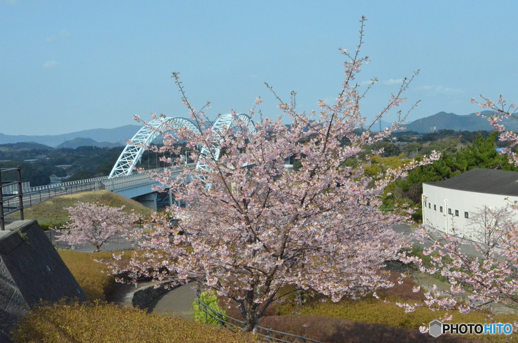 西海橋とさくら。