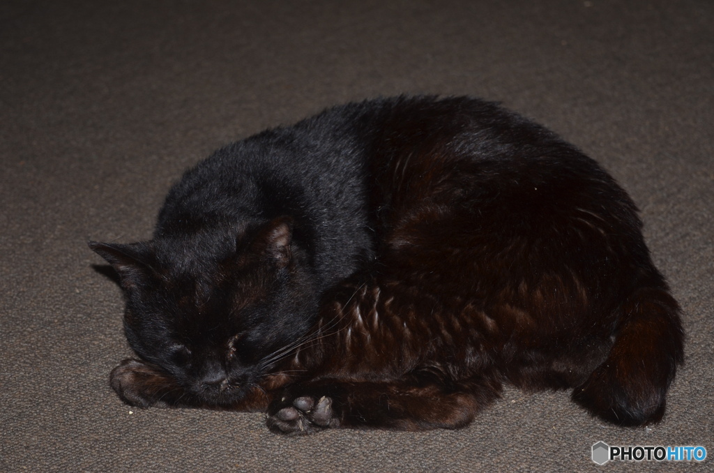 黒猫、ポン吉眠り。
