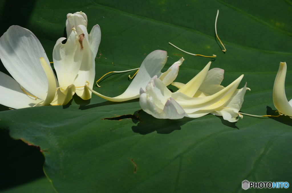 ハスの花そしてその後。