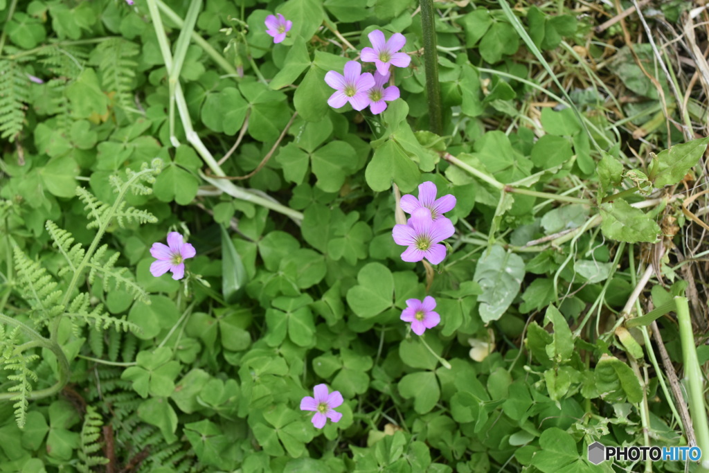 紫カタバミの花。