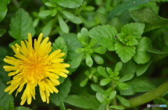 タンポポの花。