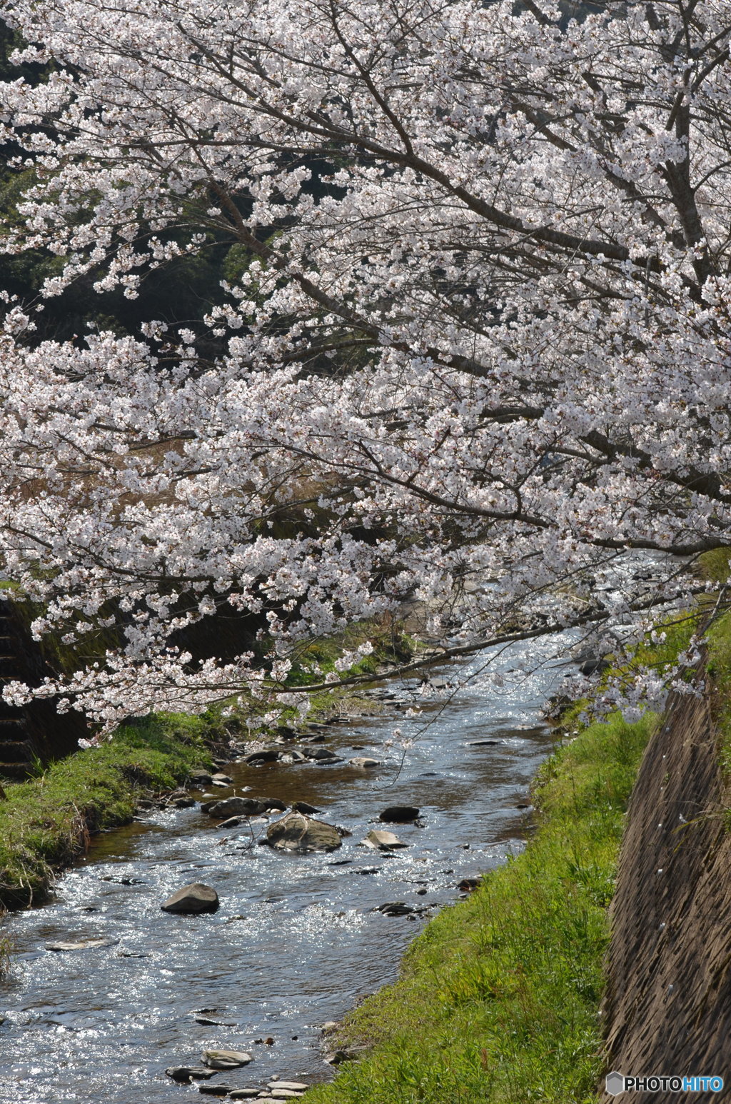 さくらと小川。