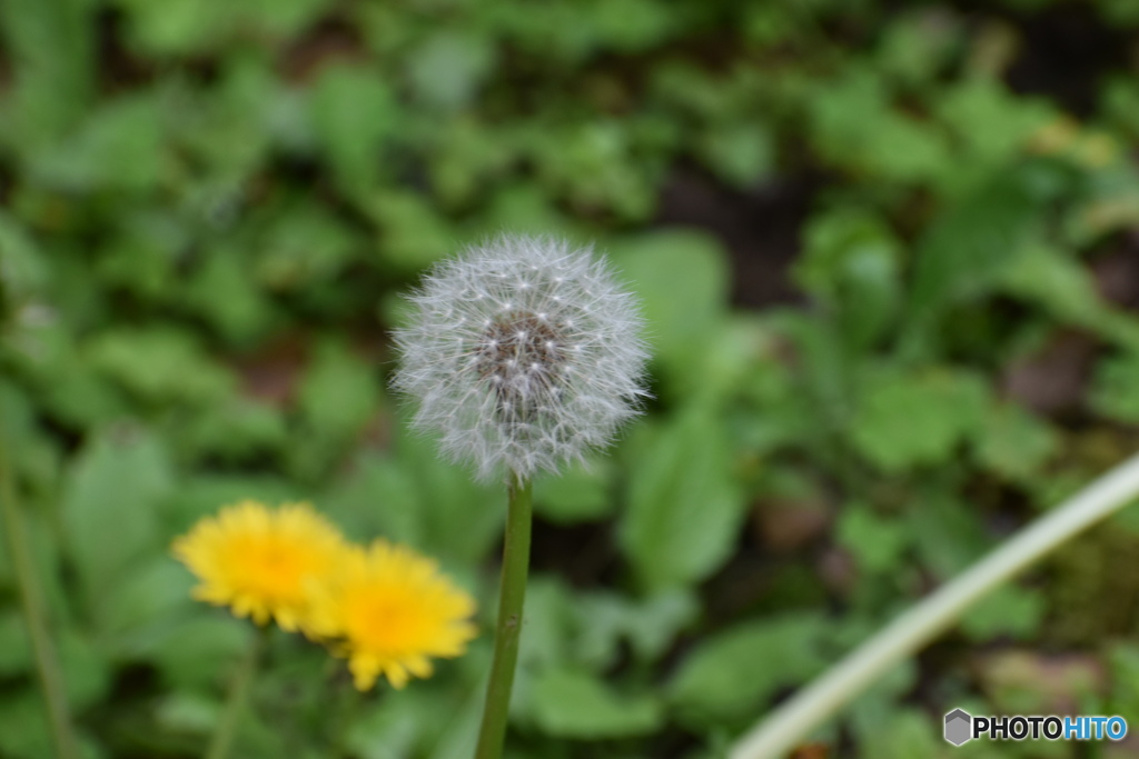 綿毛と花～飛びます～(^^♪。