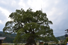 川古の大楠。