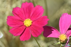 花粉を散らして。