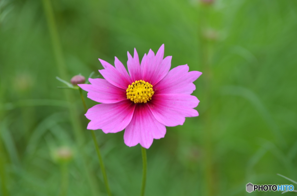 変わった花弁。