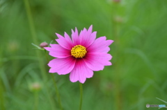 変わった花弁。