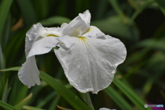 白き花菖蒲～(^^♪。