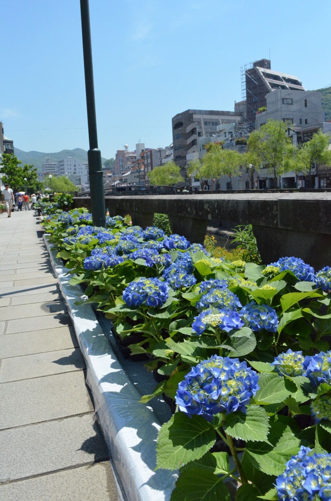 紫陽花のころ。
