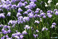 沢山の花菖蒲～(^^♪。