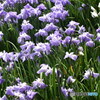 沢山の花菖蒲～(^^♪。