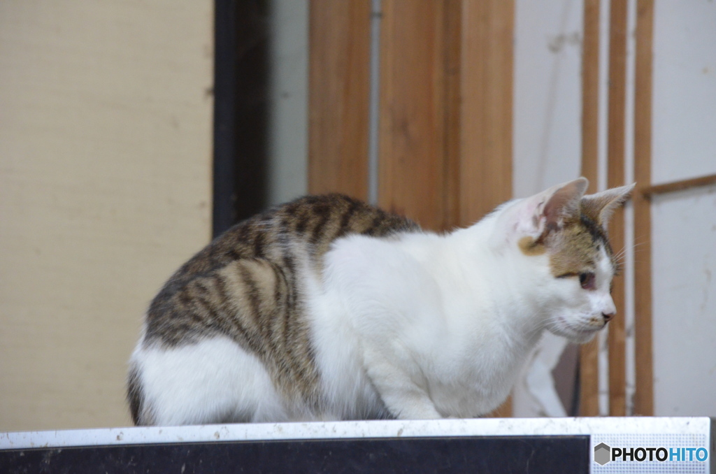 まだまだ子猫。