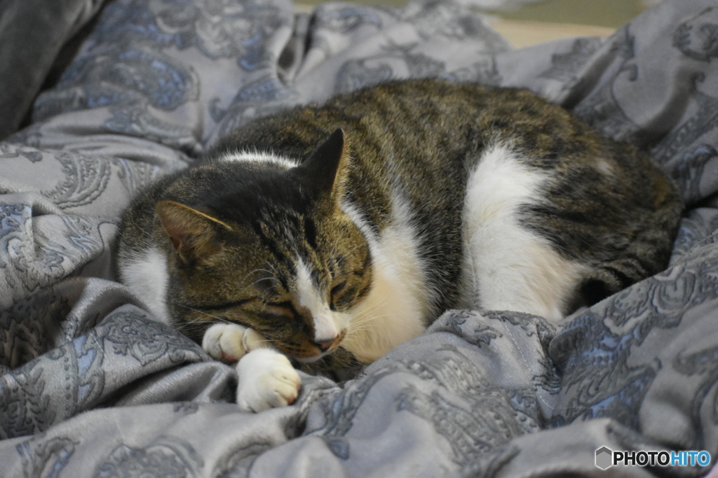 風太、お昼寝中～(^^♪。