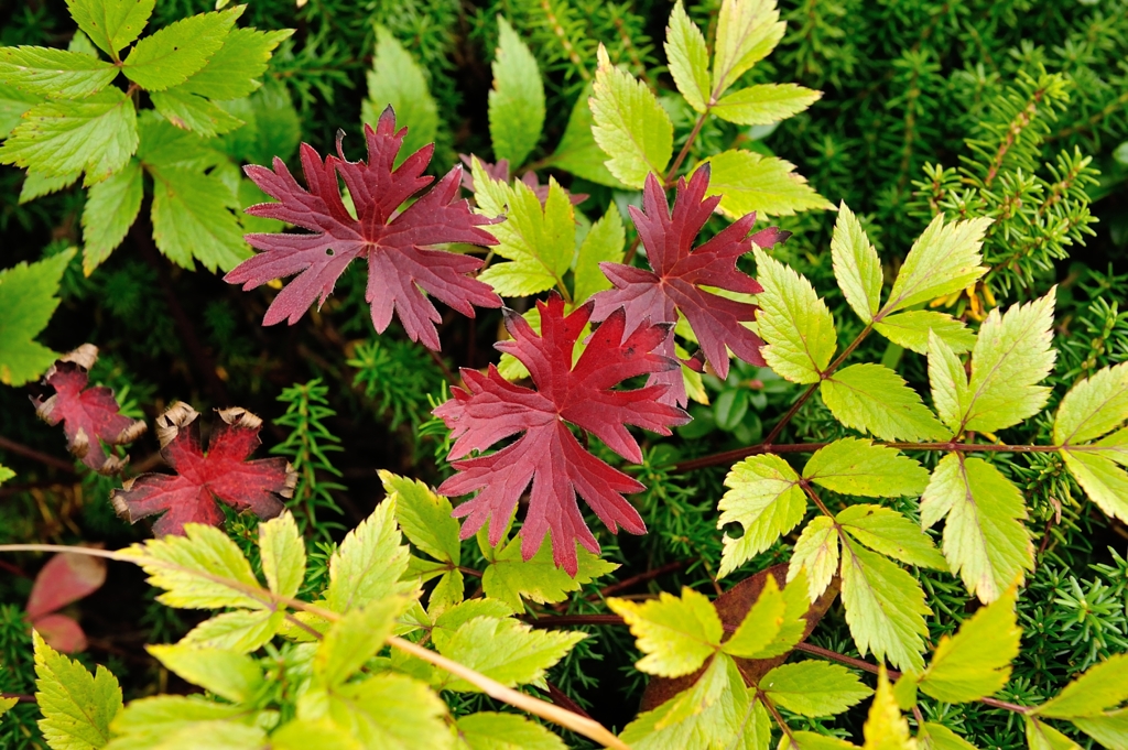 森の線香花火