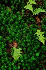 苔の森