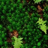 苔の森