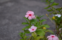 庭に咲く花