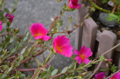 庭に咲く花③