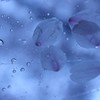 雨と一緒に桜の花びらが降ってきた