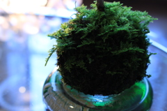 苔玉