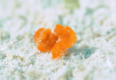 オオモンカエルアンコウの子供