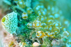 ウルトラマンホヤ