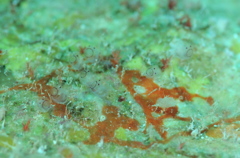 カールおじさんホヤ