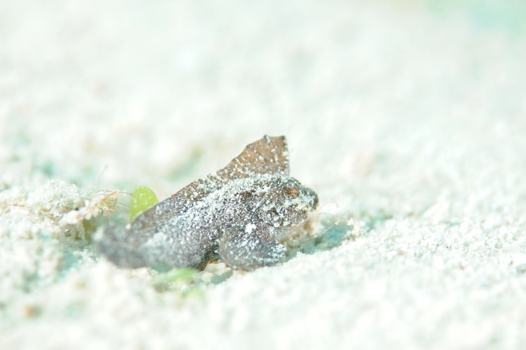 ツマジロオコゼの子供