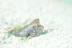 ツマジロオコゼの子供