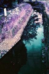 多摩川snap Lomography Lomochrome Purple XR