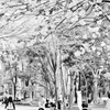 上野 遅咲桜