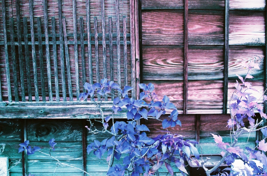 月島snap Lomography Lomochrome Purple XR 