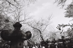 上野公園 桜