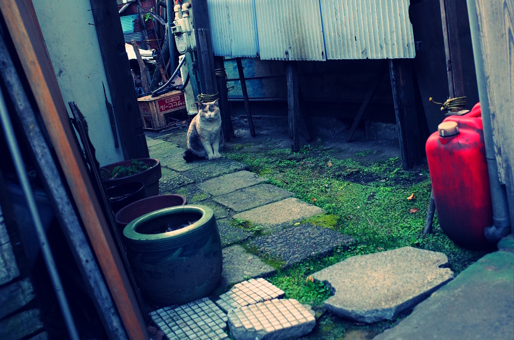 カラー