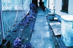 月島snap Lomography Lomochrome Purple XR