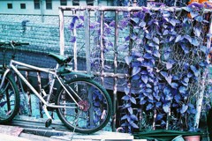 月島snap Lomography Lomochrome Purple XR