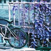 月島snap Lomography Lomochrome Purple XR