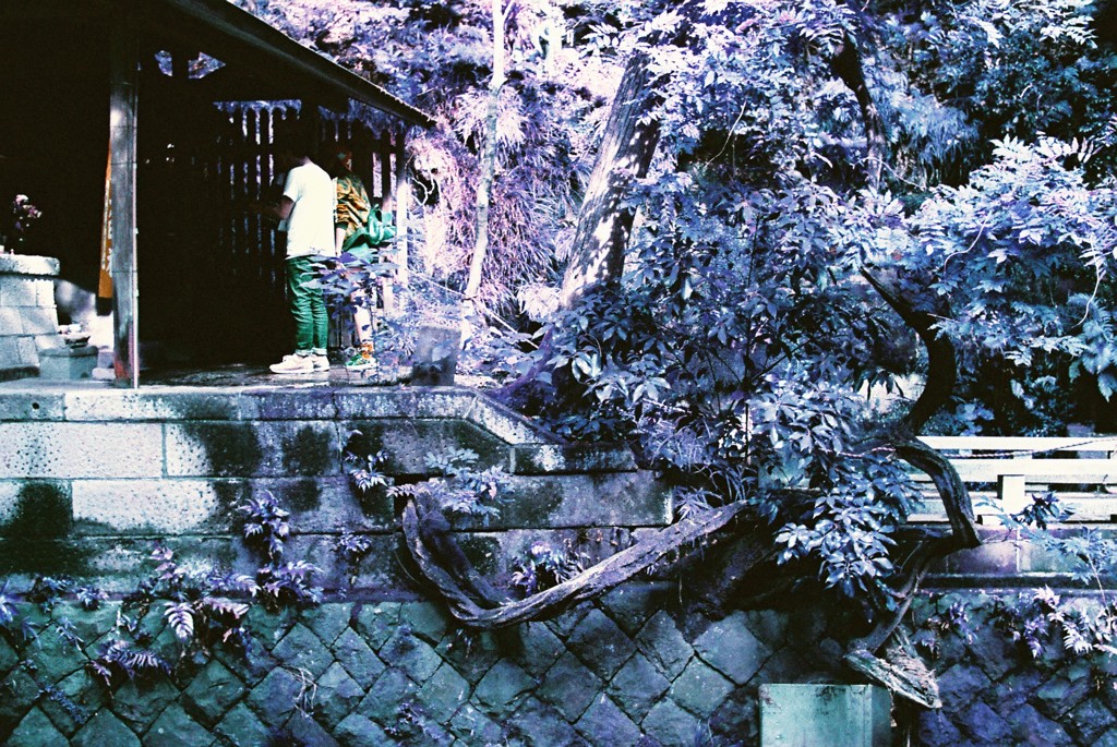 多摩川snap Lomography Lomochrome Purple XR