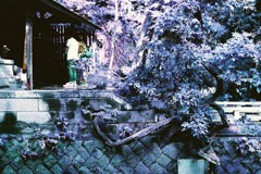 多摩川snap Lomography Lomochrome Purple XR