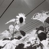 東京モノクローム Tokyo Monochrome