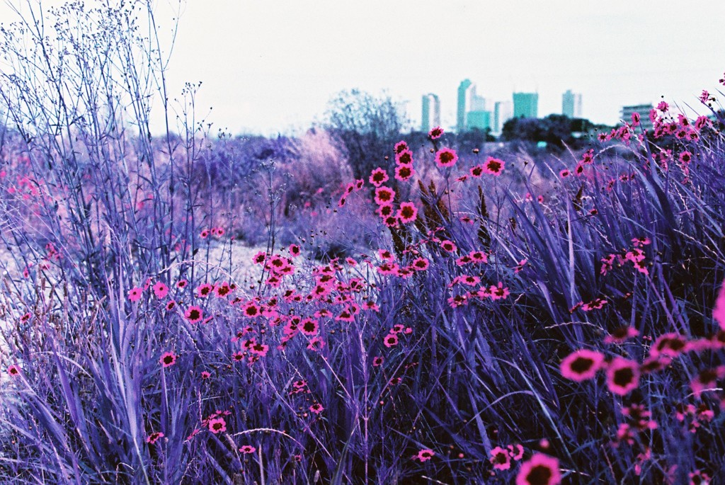 多摩川snap Lomography Lomochrome Purple XR