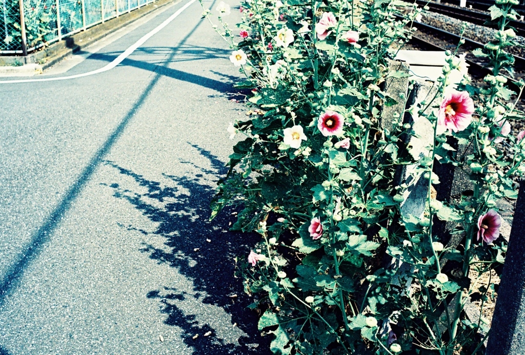 東京snap
