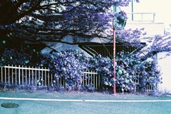 多摩川snap Lomography Lomochrome Purple XR